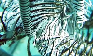 Почему ты не выживешь в ордовикском периоде