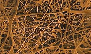 Какой Была Земля в Эпоху Гигантских Паукообразных