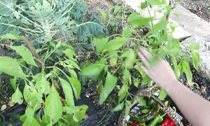 Спокойная работа и сбор урожая осенью