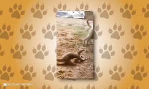 В Океане Нашли Чудище Опаснее Мегалодона в 1000 раз