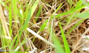 Самая Опасная Змея в Мире! Тайпан - Опасная Змея Страшнее Кобры