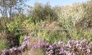 Сад в октябре - Природный стиль сада