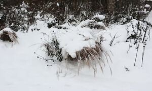 Мой сад в январе / Черно-белая красота природного сада