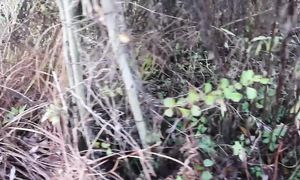 В ноябре сад еще прекраснее! / Природный стиль сада