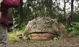 Самые Странные Существа, Найденные на Пляже