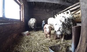 УДАРИЛ МОРОЗ, ТЯЖЕЛО ЛЮДЯМ и ЖИВОТНЫМ, ОНИ ПРИХОДЯТ КАЖДУЮ НОЧЬ. №336