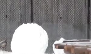 Приколы с котами! - С ОЗВУЧКОЙ! Смешные коты! Самые смешные животные! РЖАКА!