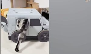 Приколы с котами! - С ОЗВУЧКОЙ! Смешные коты и собаки! - Самые смешные животные!- УГАР