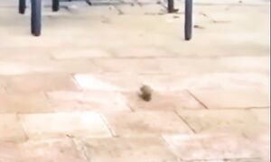 Приколы с котами! Самые смешные животные С ОЗВУЧКОЙ! Смешные коты -  УГАР!!