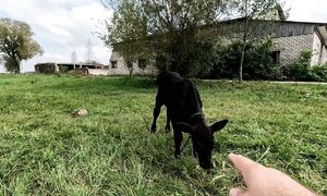 МОЯ НОВАЯ ТЁЛОЧКА В ЛИТВЕ