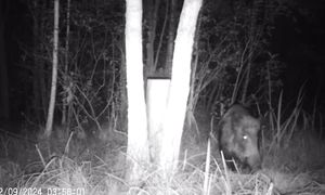 ДРУГ ПОМОГ, ОСВЕЖЕВАЛИ и ПРИГОТОВИЛИ ЗВЕРЯ. МОЯ ЖИЗНЬ на ГЛУХОМ ХУТОРЕ в ЛЕСУ. №320