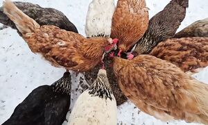 ЖИЗНЬ В ДЕРЕВНЕ. Не всё так как планировали...