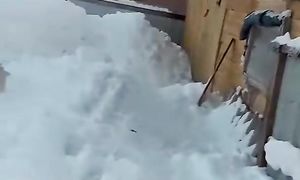 Снегом с крыши придавило гуся.