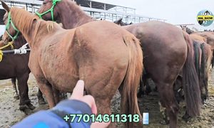 15.12.2024 БҮГІНГІ ЖЫЛҚЫ БАЗАР ЖАҢАЛЫҚТАРЫ  МАЛ БАЗАР