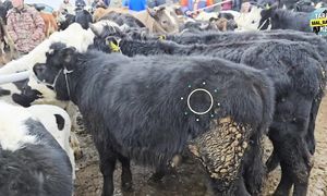 19.01.2025 ІРІ ҚАРА БАҒАЛАРЫ  ТАРАЗ МАЛ БАЗАР.temp