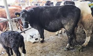 26.01.2025 ІРІ ҚАРА БАҒАЛАРЫ  ТАРАЗ МАЛ БАЗАР