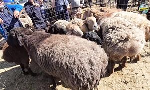 ҚОЙ БАҒАСЫ  НЕГЕ ҚЫМБАТТАДЫ