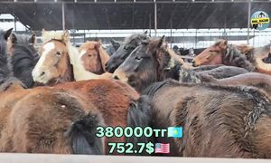 КАРАБУЛАК МАЛ БАЗАР 12.02.2025 ЖЫЛҚЫ БАҒАСЫ  HORSE MARKET
