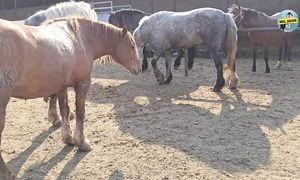 ЖЫЛҚЫ БАҒАСЫ  ҚАРАБҰЛАҚ 23.04.2025