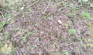 Наш дом / Что сделали и планы на будущее