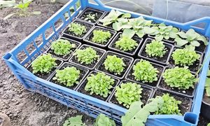 Простая Жизнь Около Деревни. Рассада, Реконструкция старого двора и очень много работы!