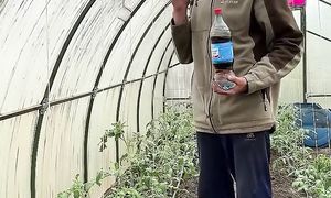 Профилактика и лечение фитофторы в теплице от Андрея лунёва