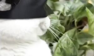 Приколы с котами! САМЫЕ СМЕШНЫЕ ЖИВОТНЫЕ! с озвучкой! Смешные коты!