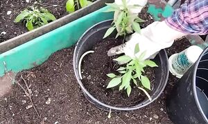 Фитильный полив для горшков