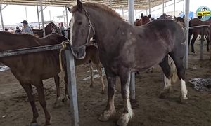 ЖЫЛҚЫ БАЗАР