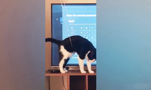 Приколы с котами! С ОЗВУЧКОЙ! Самые смешные животные!! Смешные коты с собаками!