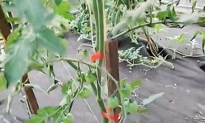 Сделай это от фитофторы и кладоспориоза!