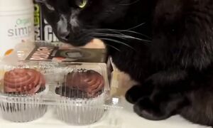 Приколы с котами! С ОЗВУЧКОЙ! САМЫЕ СМЕШНЫЕ ЖИВОТНЫЕ! Смешные коты И СОБАКИ!