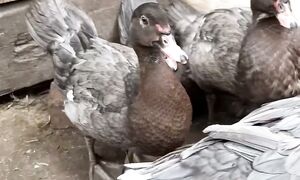 Индоутка защищает индоутят #индоутки #мускусныеутки #duck #индоутята