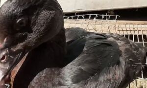 Қара изумруд индоутка - Құстар Ақтөбе (1080p, h264)