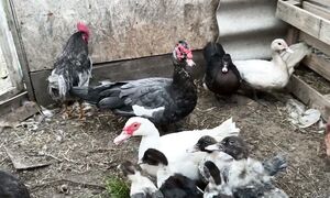 Индоутка балапандары үлкендердің қасында. 02.09.2025