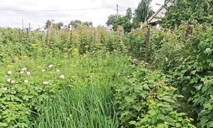 Голодным не буду 828