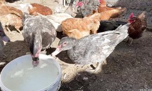 Индоуткаларды іріктеудеміз. 05.10.2025ж