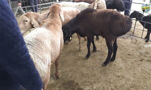 ТАРАЗ МАЛ БАЗАРЫ ҰСАҚ МАЛДЫҢ БАҒАСЫ