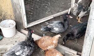 Индоуткаларға 4,5 ай. 18.10.2025ж