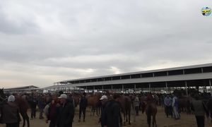 ЖЫЛҚЫ БАЗАР 12.10.2025 ТАРАЗ МАЛ БАЗАРЫ