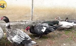 Индоуткаларға 5 ай болады. #индоутки