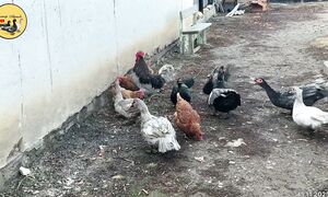 Индоуткалар және тауықтар. Қараша 2025