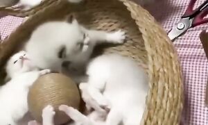 Приколы с котами! - С ОЗВУЧКОЙ! Самые смешные животные! СМЕШНЫЕ КОТЫ! Засмеялся проиграл!