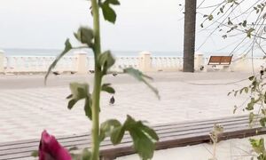 Все еще цветут! #актау #мангистау #казахстан #kazakhstan #aqtau