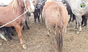 ЖЫЛҚЫ БАЗАРҒА ШОЛУ. ТАРАЗ МАЛ БАЗАР 07.12.2025