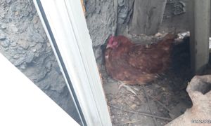 Тауықтар қыста әлі туып жүр. 06.12.2025ж