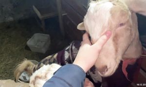 Индоуткалар -11 °C далада жүр.