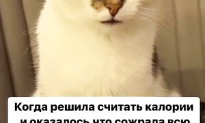 Приколы с котами! С ОЗВУЧКОЙ! САМЫЕ СМЕШНЫЕ ЖИВОТНЫЕ! Смешные коты! УГАР!