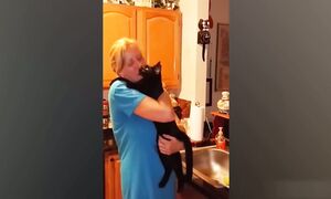 Приколы с котами! С ОЗВУЧКОЙ! Самые смешные животные! Смешные коты! ДО СЛЕЗ!