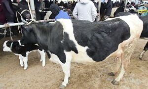 26 ЖЫЛЫ НЕ БОЛМАҚ  СИЫР БАҒАСЫ. МАЛ БАЗАР